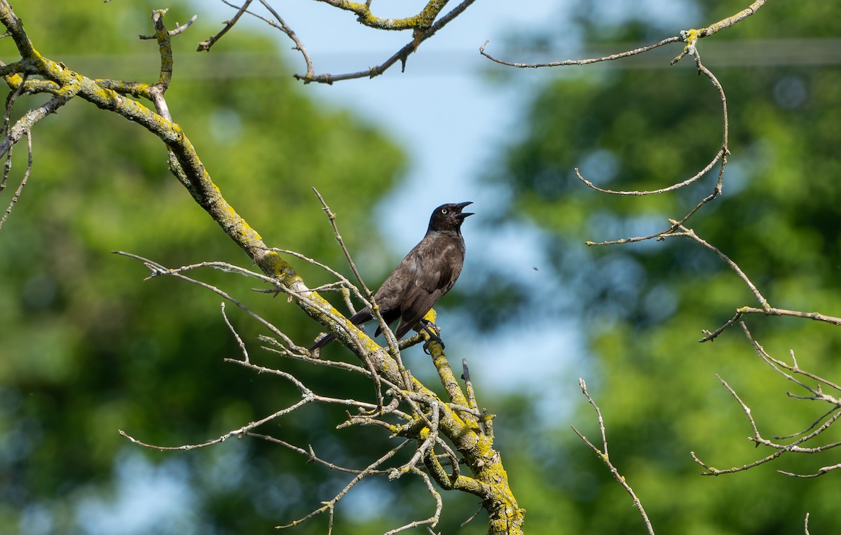 Common Grackle - ML620604141