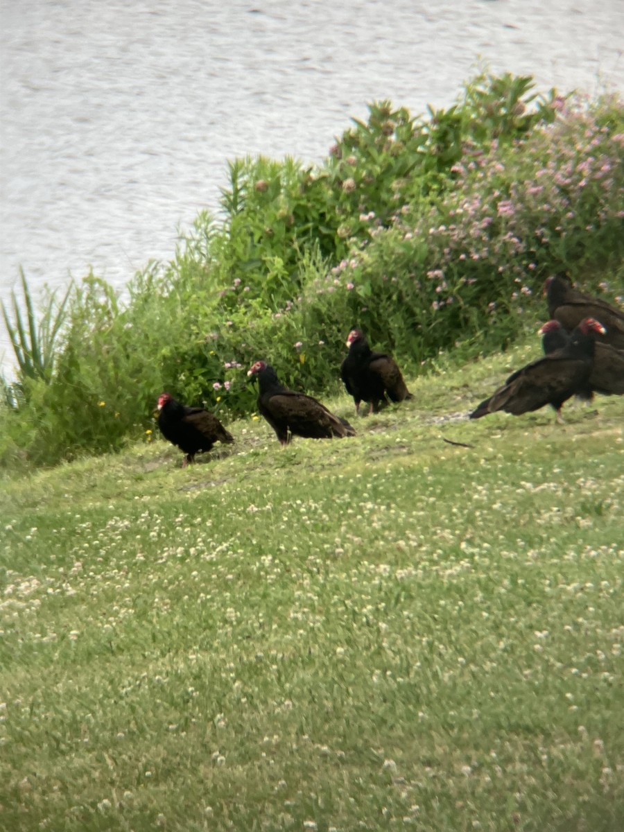 Turkey Vulture - ML620604144