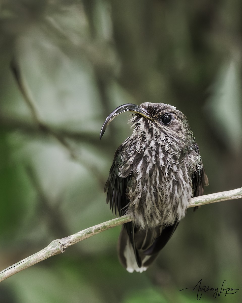 White-tipped Sicklebill - ML620604146