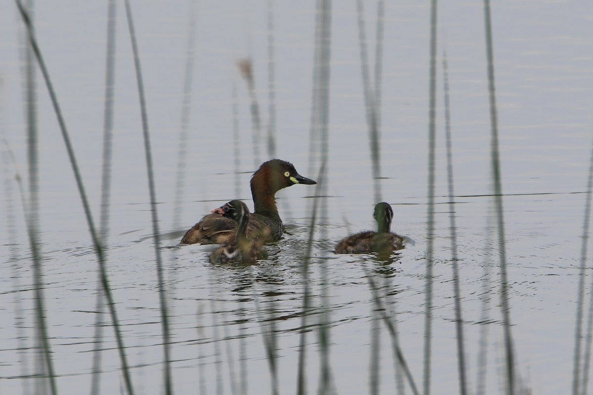 Little Grebe - ML620604147