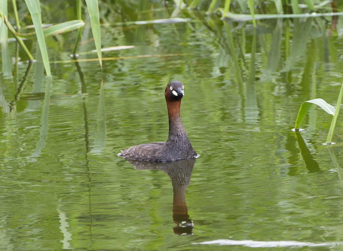 Little Grebe - ML620604148