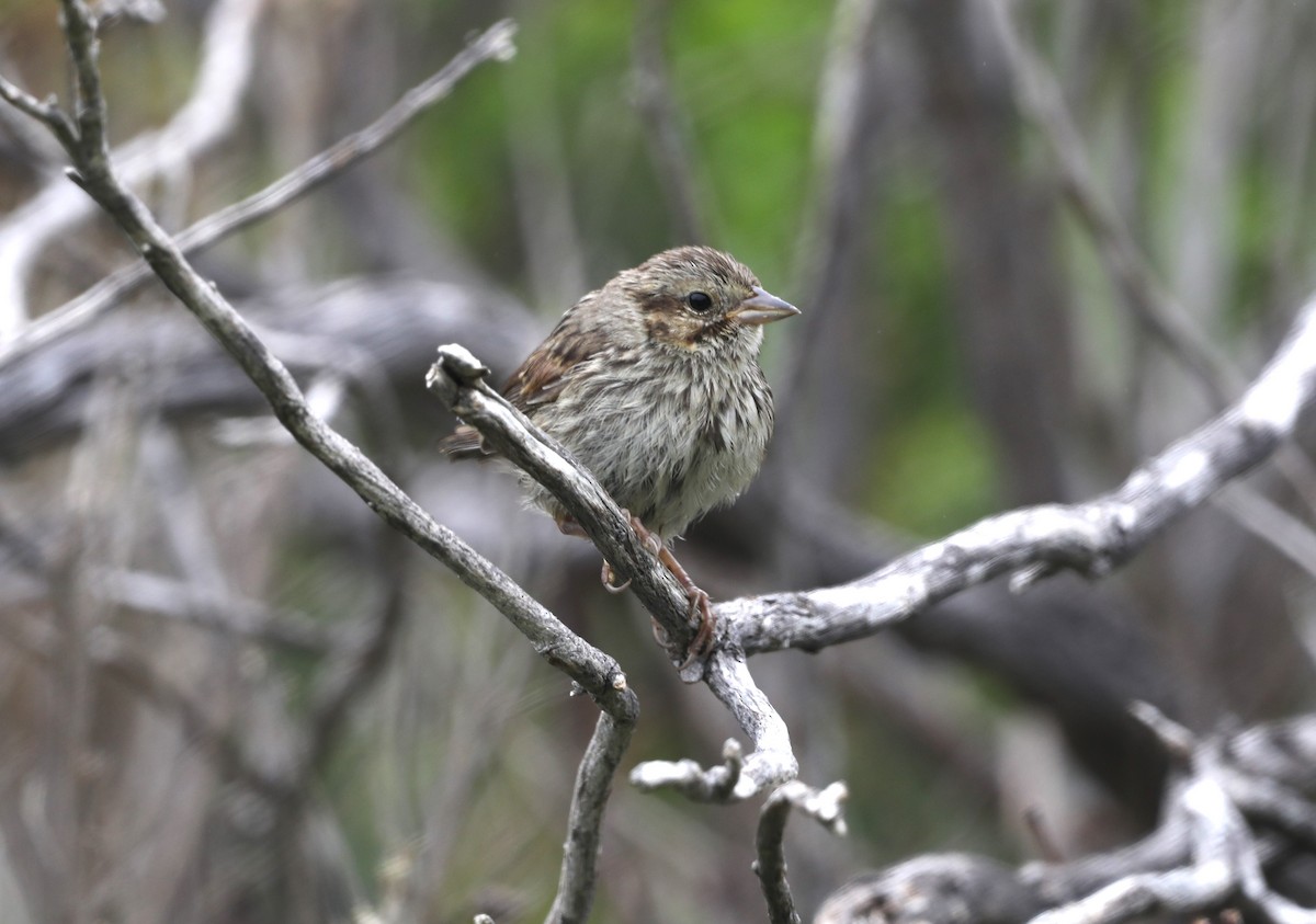 Song Sparrow - ML620604149