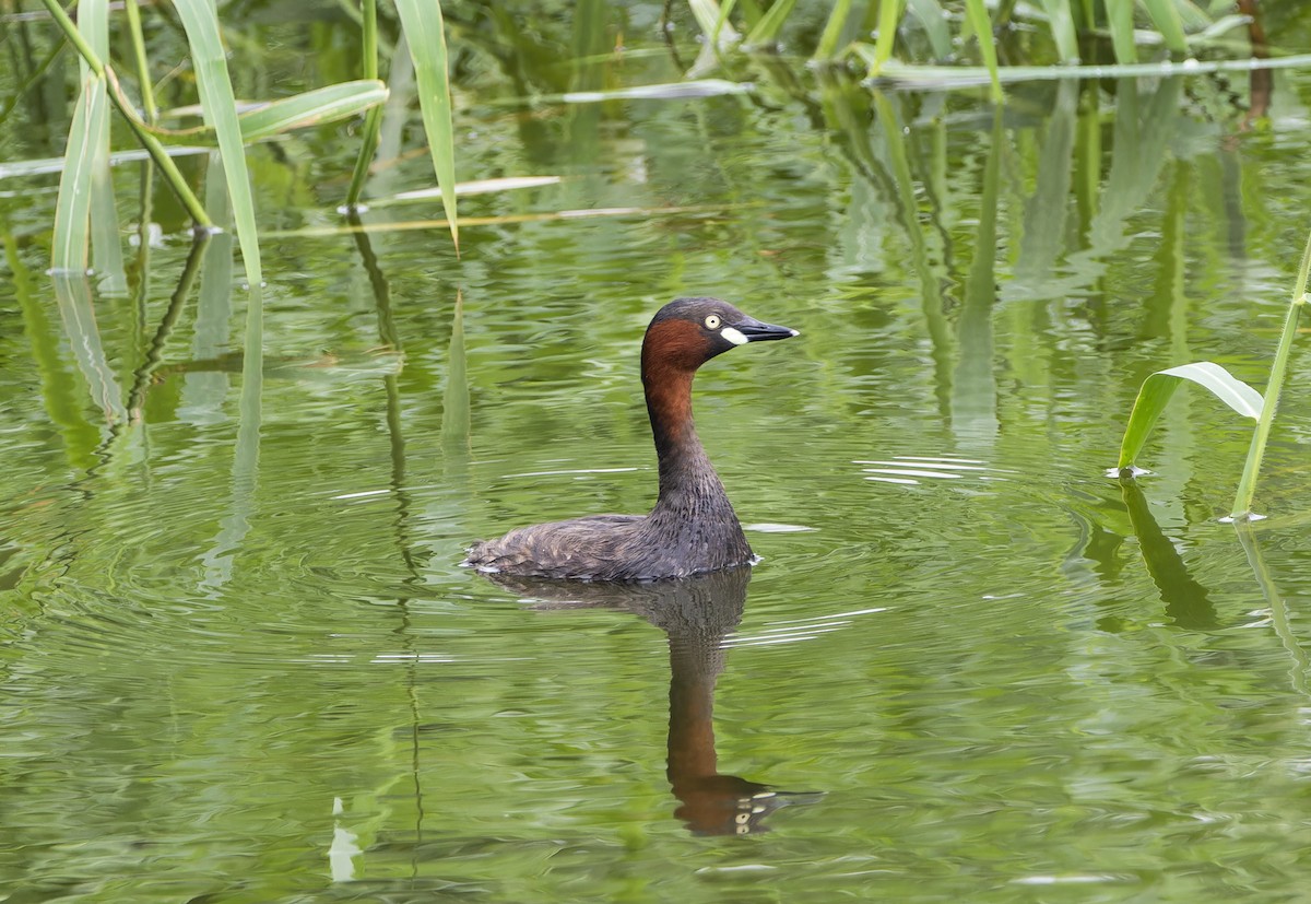 Little Grebe - ML620604150