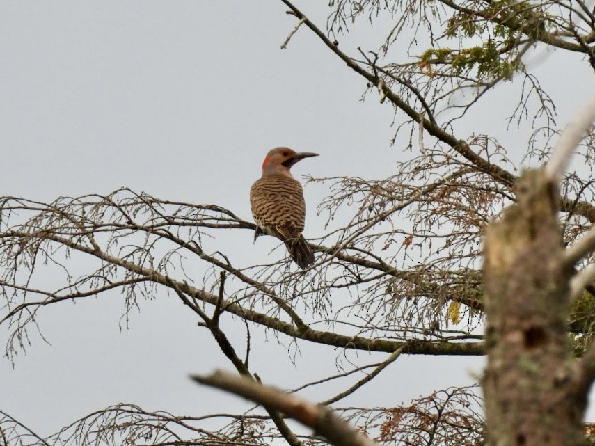 Northern Flicker - ML620604152