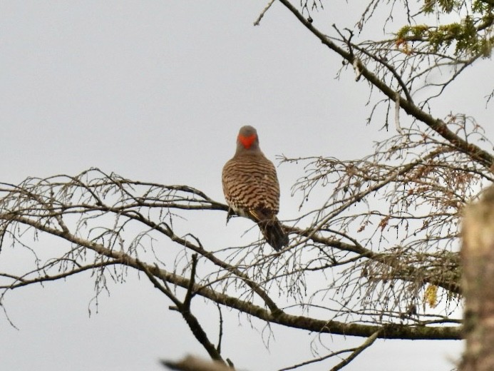 Northern Flicker - ML620604153