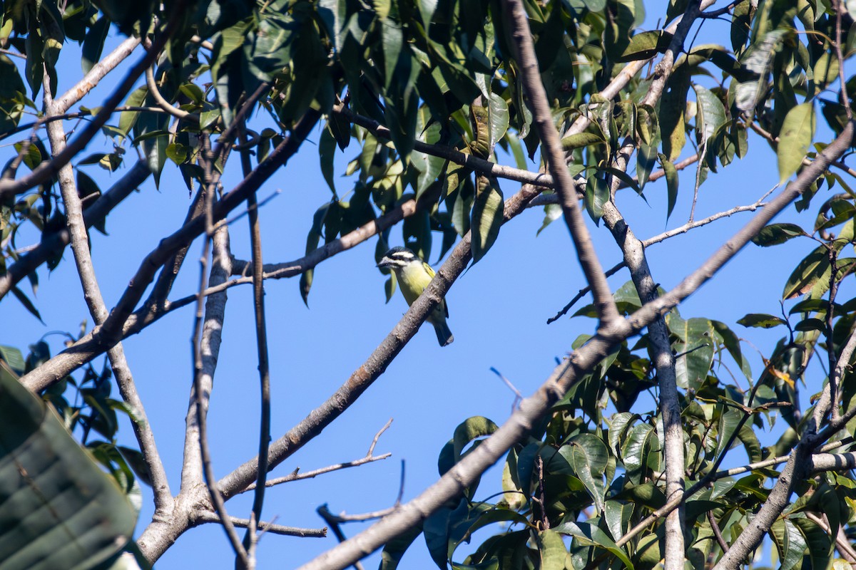 Küçük Maskeli Cüce Barbet - ML620604155