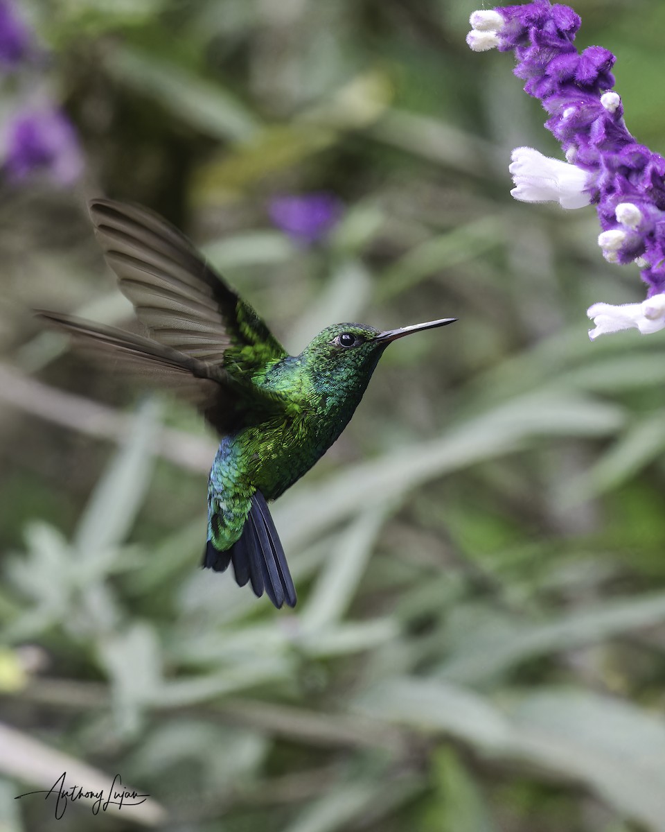 Red-billed Emerald - ML620604157