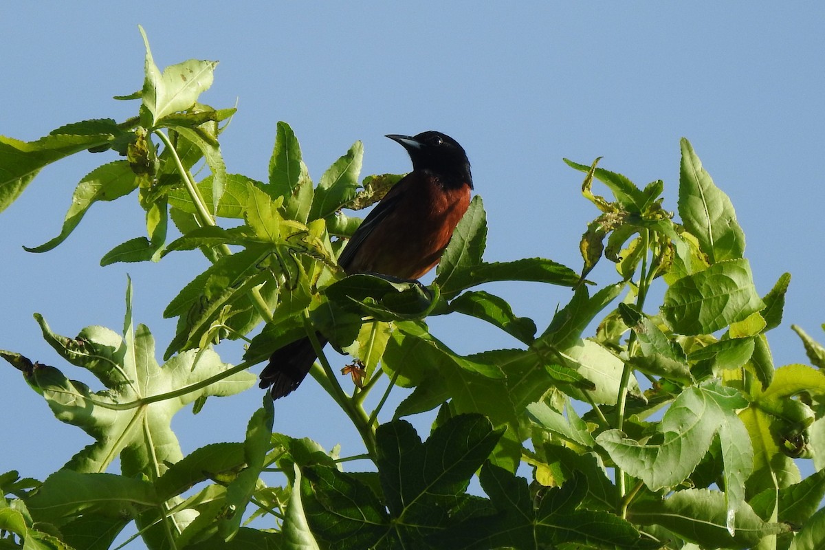 Orchard Oriole - David  Clark