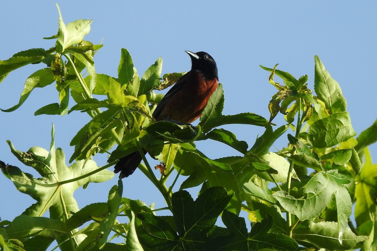 Oriole des vergers - ML620604162