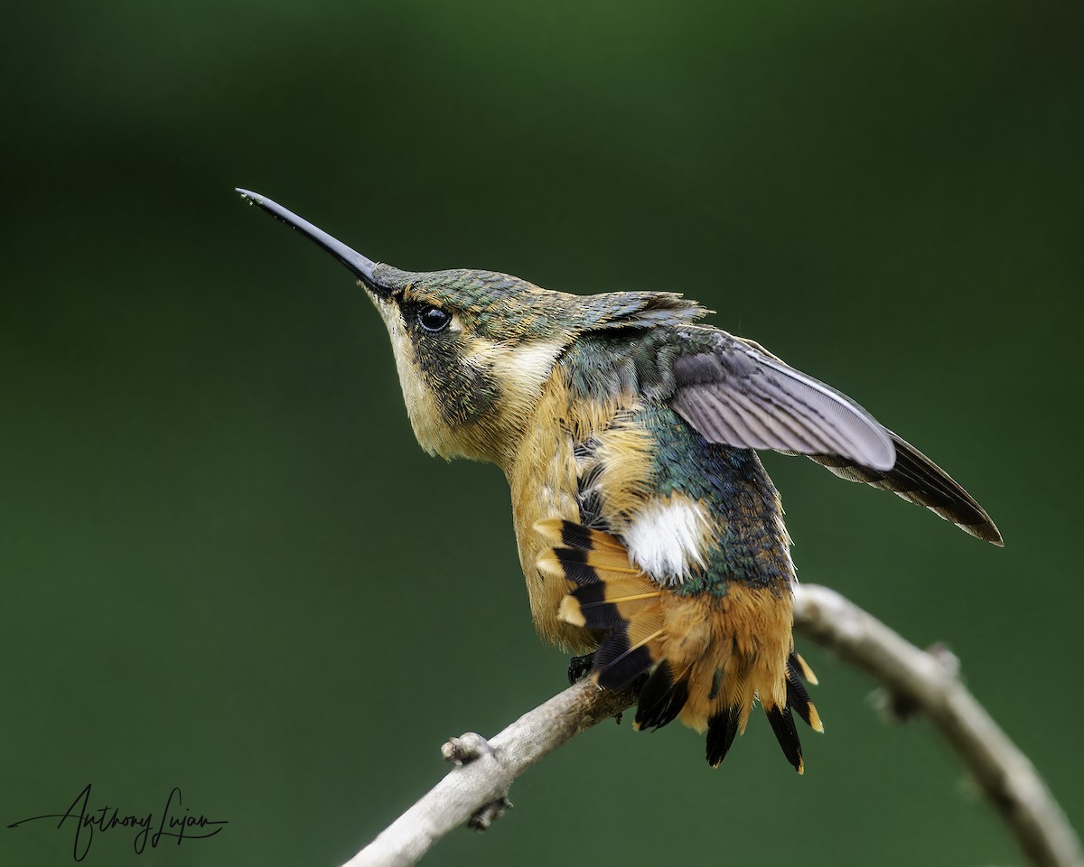 Purple-throated Woodstar - ML620604166