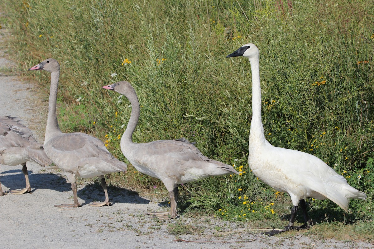 Trumpeter Swan - ML620604172