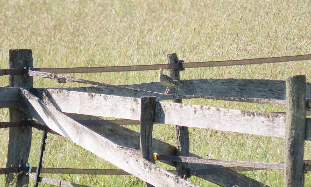 Upland Sandpiper - ML620604179