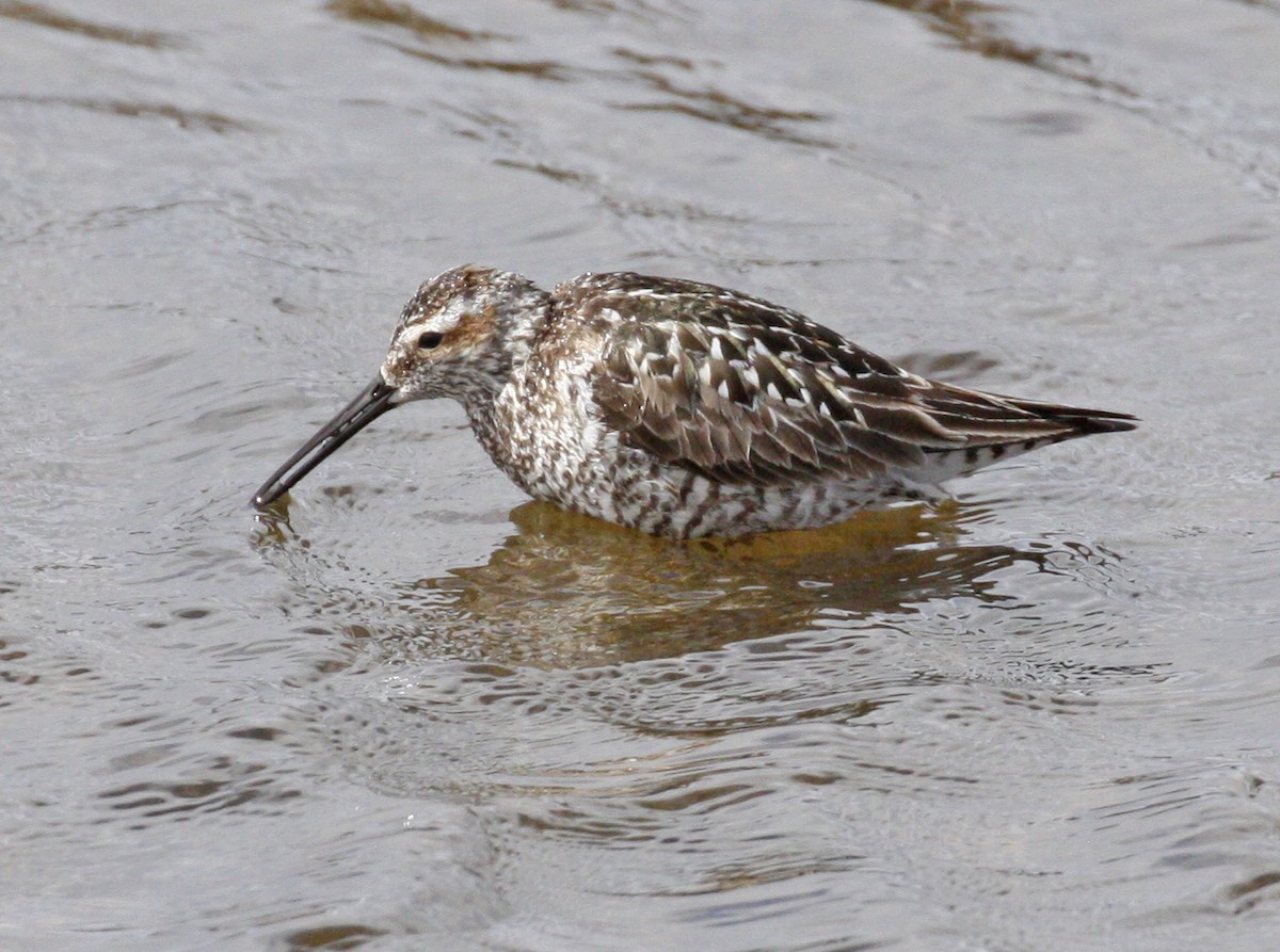 Bindenstrandläufer - ML620604182