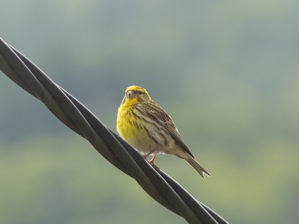 European Serin - ML620604184