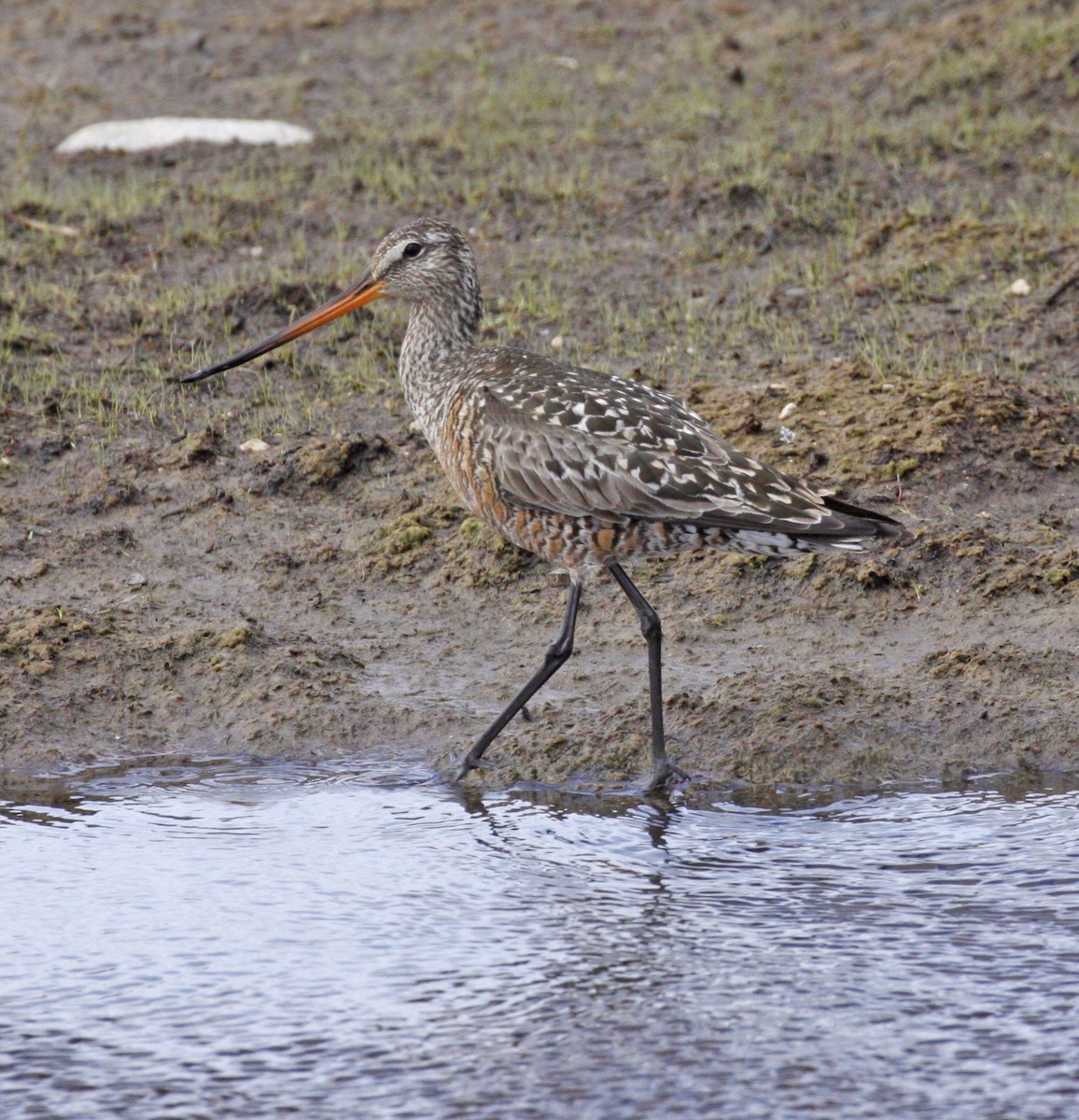 Hudsonian Godwit - ML620604186