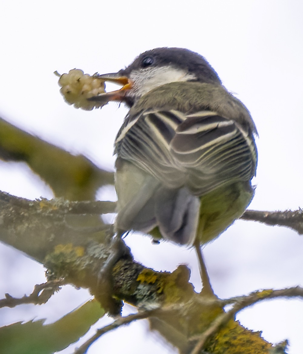 Great Tit - ML620604187