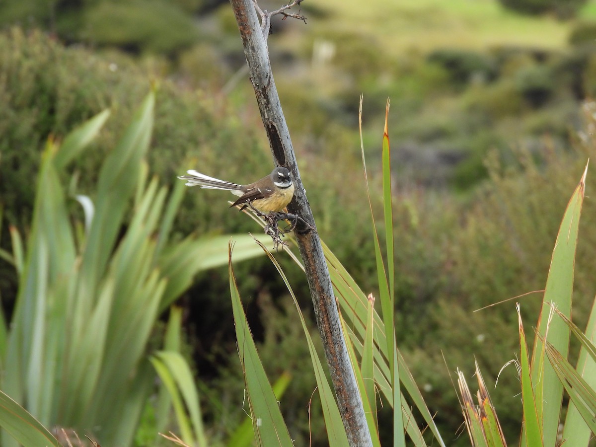 New Zealand Fantail - ML620604188