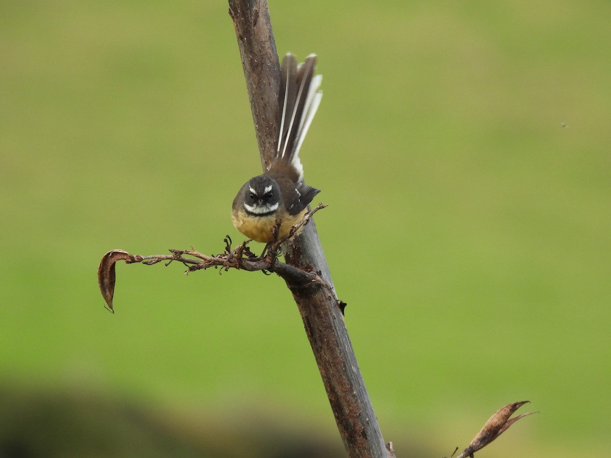 New Zealand Fantail - ML620604189