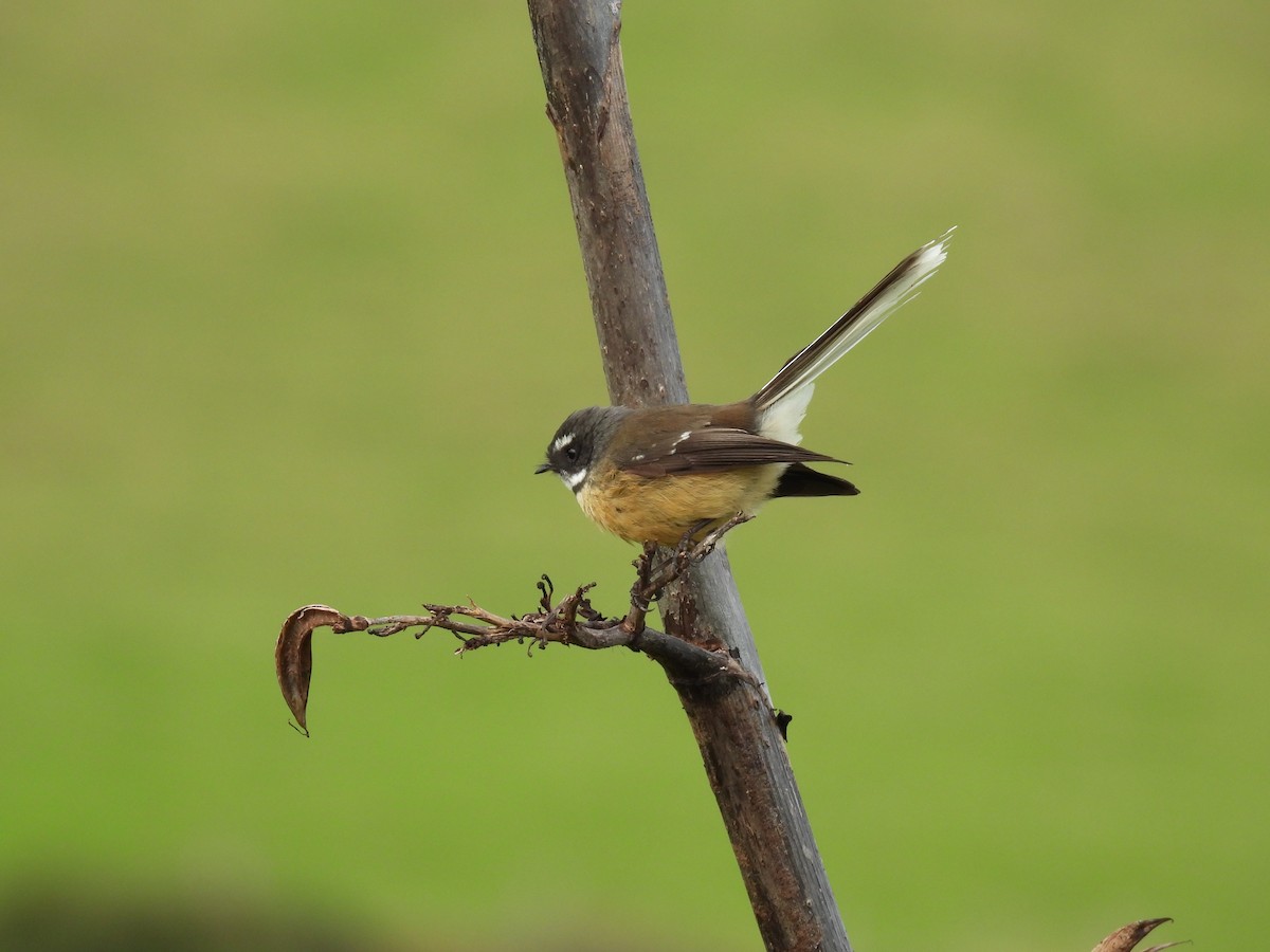 New Zealand Fantail - ML620604190