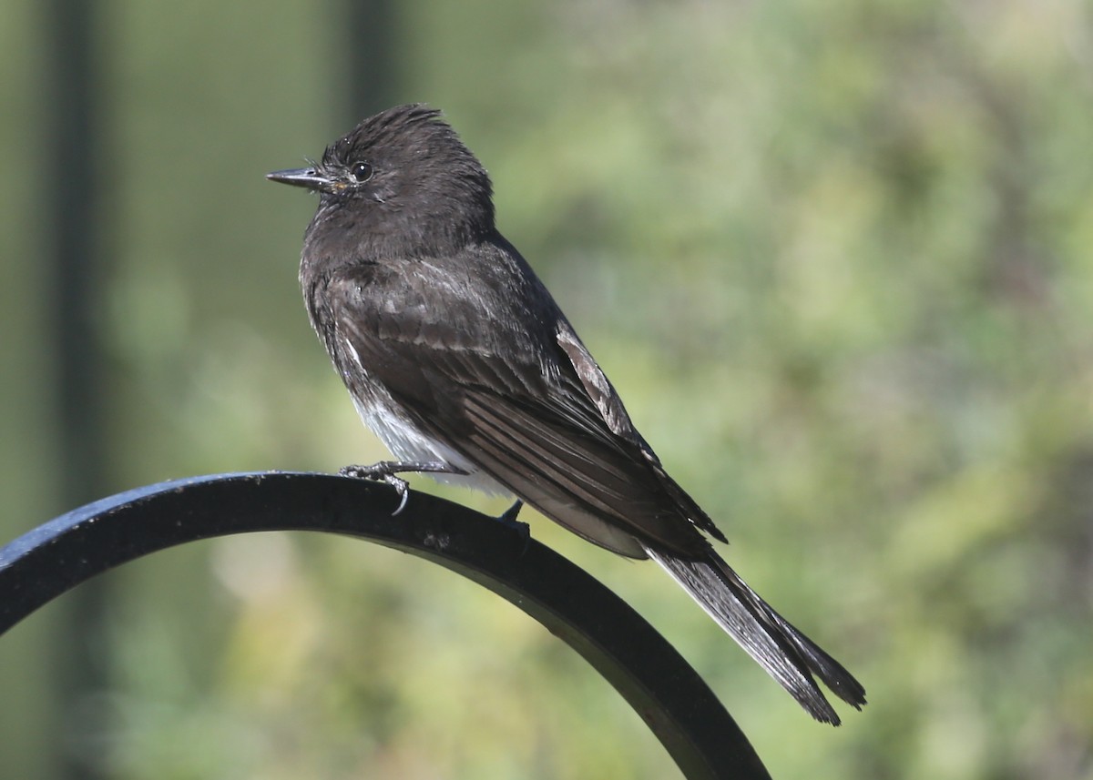 Black Phoebe - ML620604196