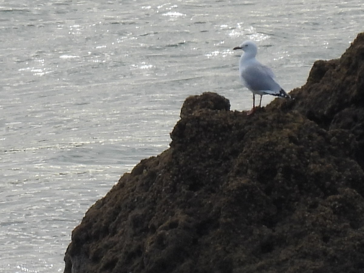 Gaviota Plateada - ML620604198