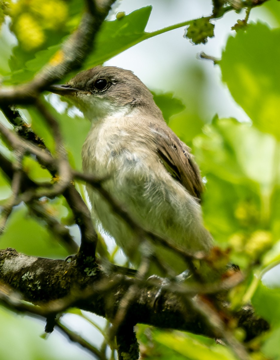 Garden Warbler - ML620604200