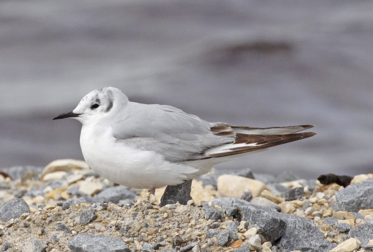 Bonaparte's Gull - ML620604201