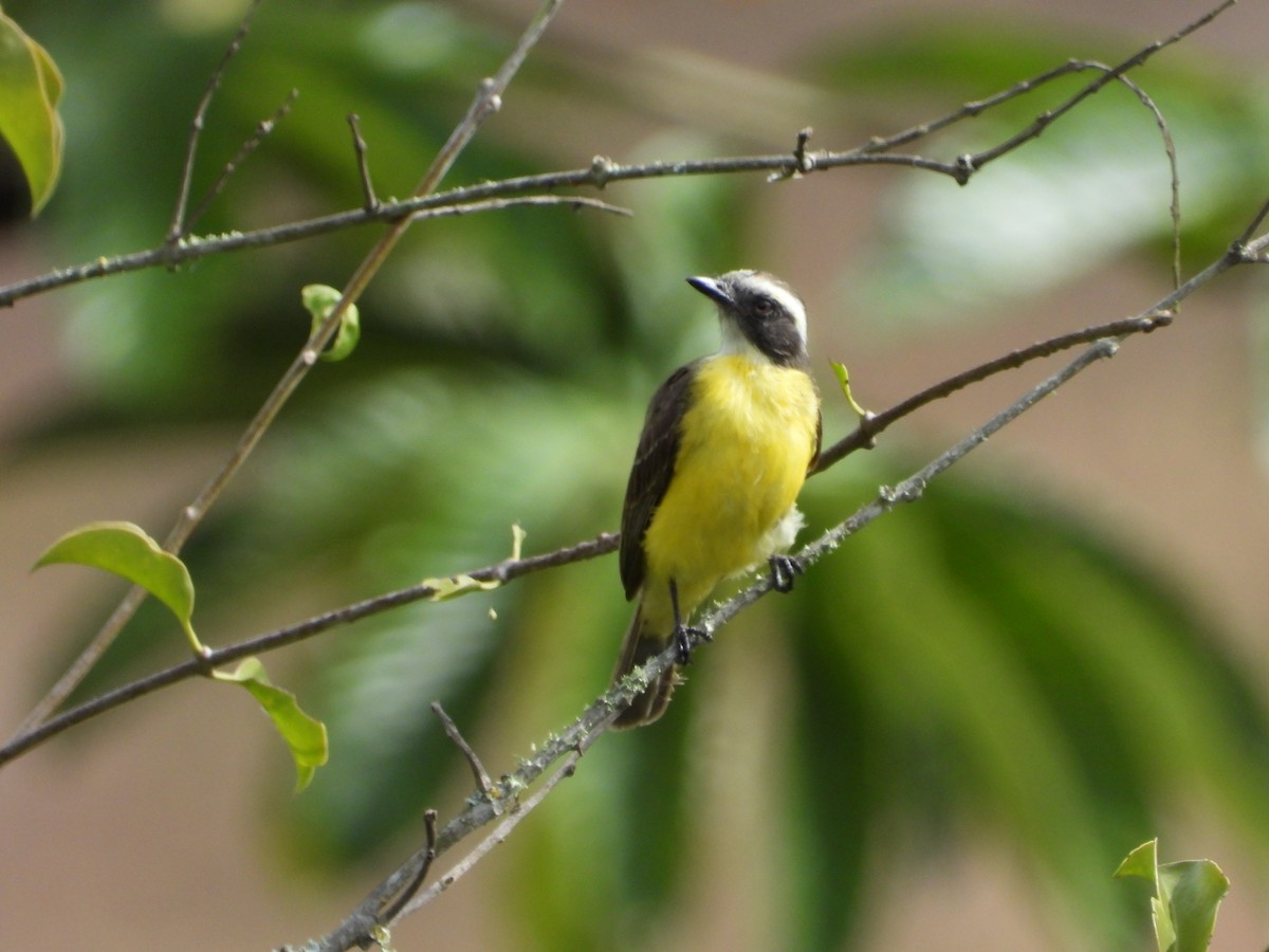 Social Flycatcher - ML620604205