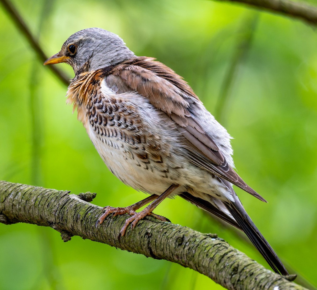 Fieldfare - ML620604210