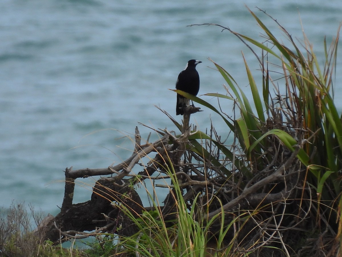 Australian Magpie - ML620604212