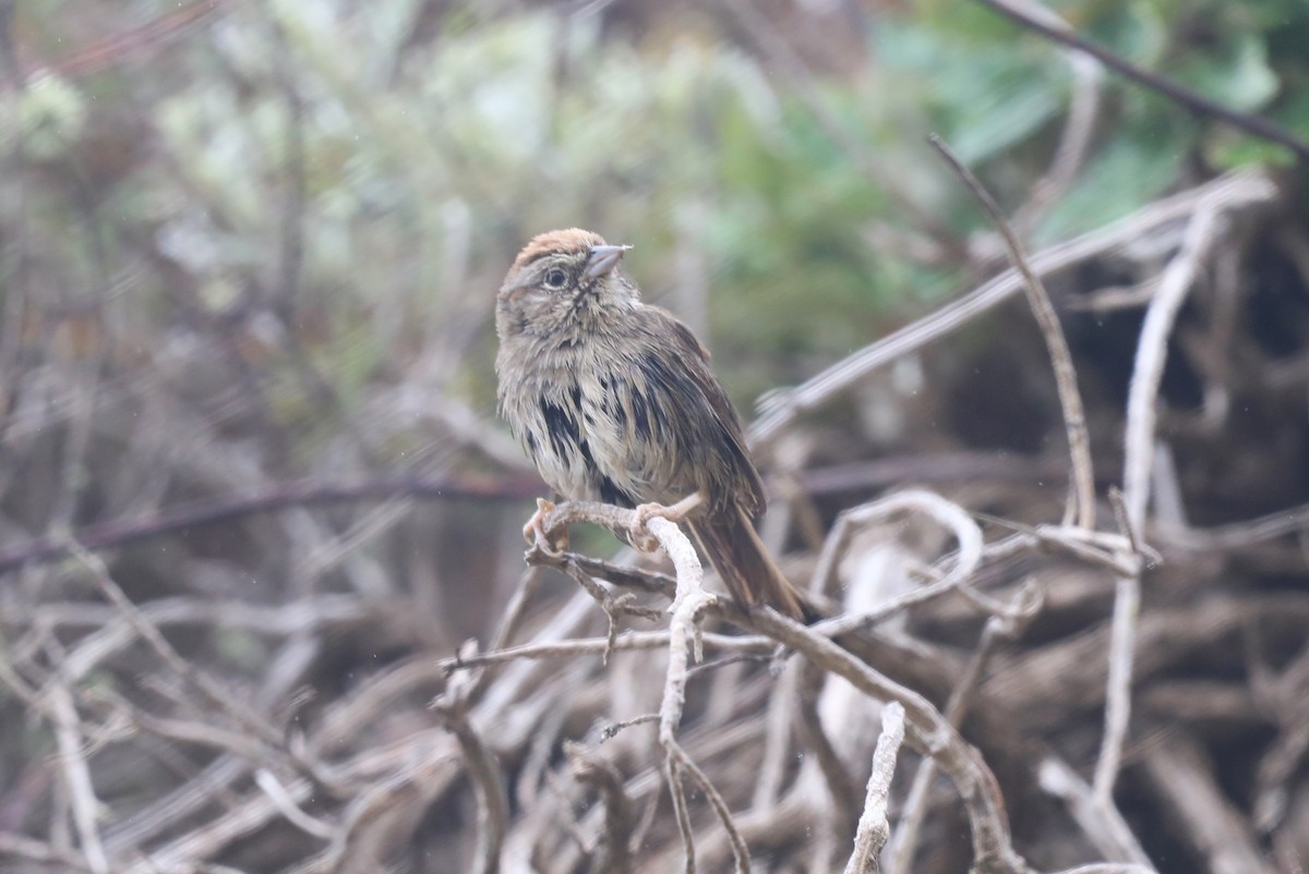 Rufous-crowned Sparrow - ML620604213