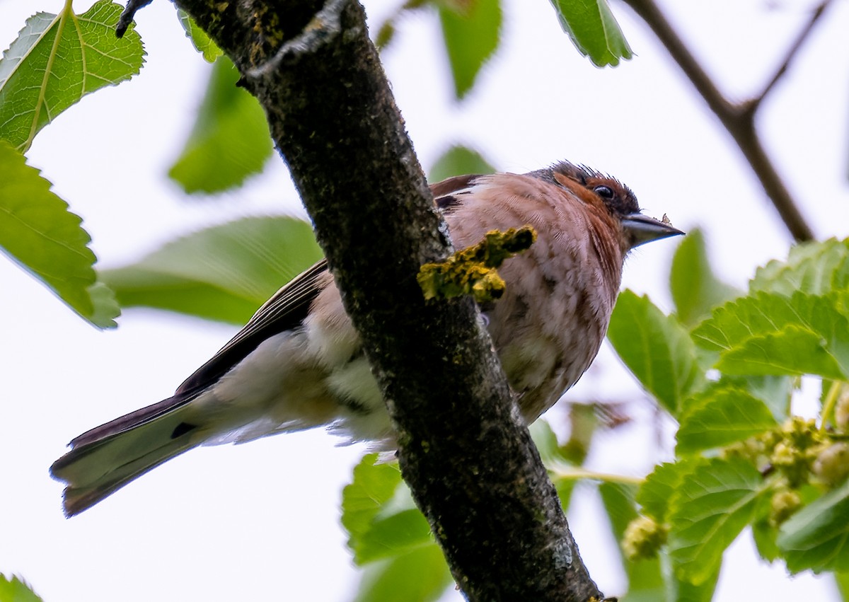 Common Chaffinch - ML620604215