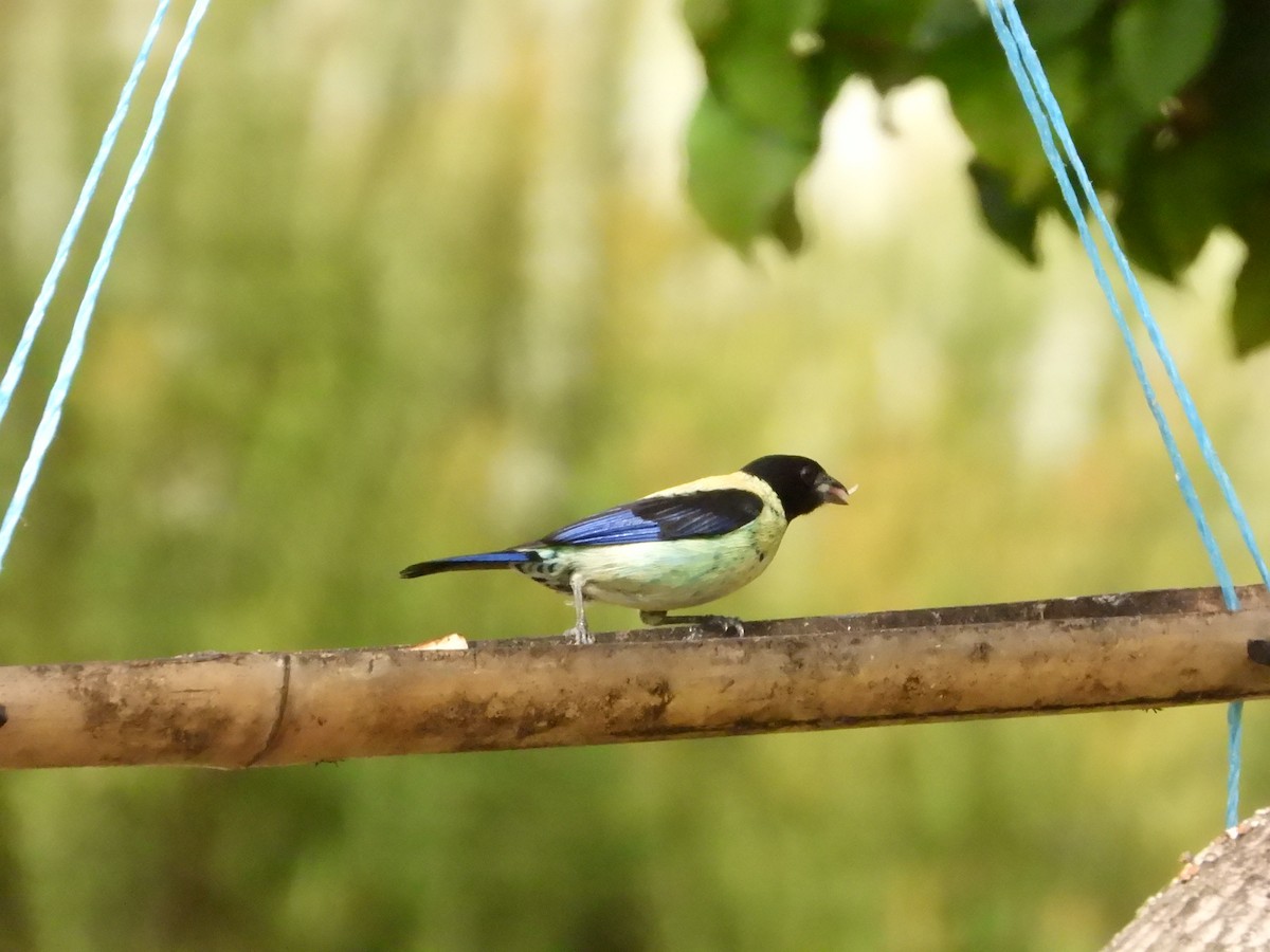 Black-headed Tanager - ML620604219