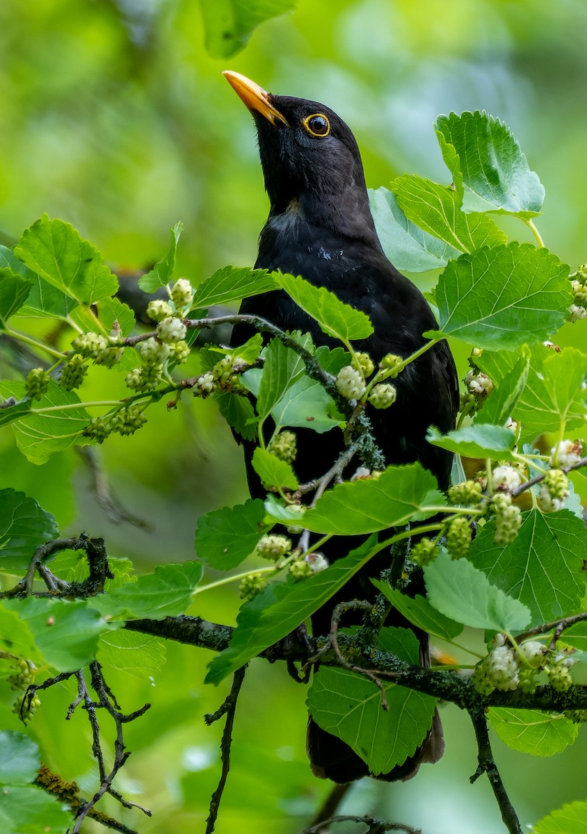 Eurasian Blackbird - ML620604220