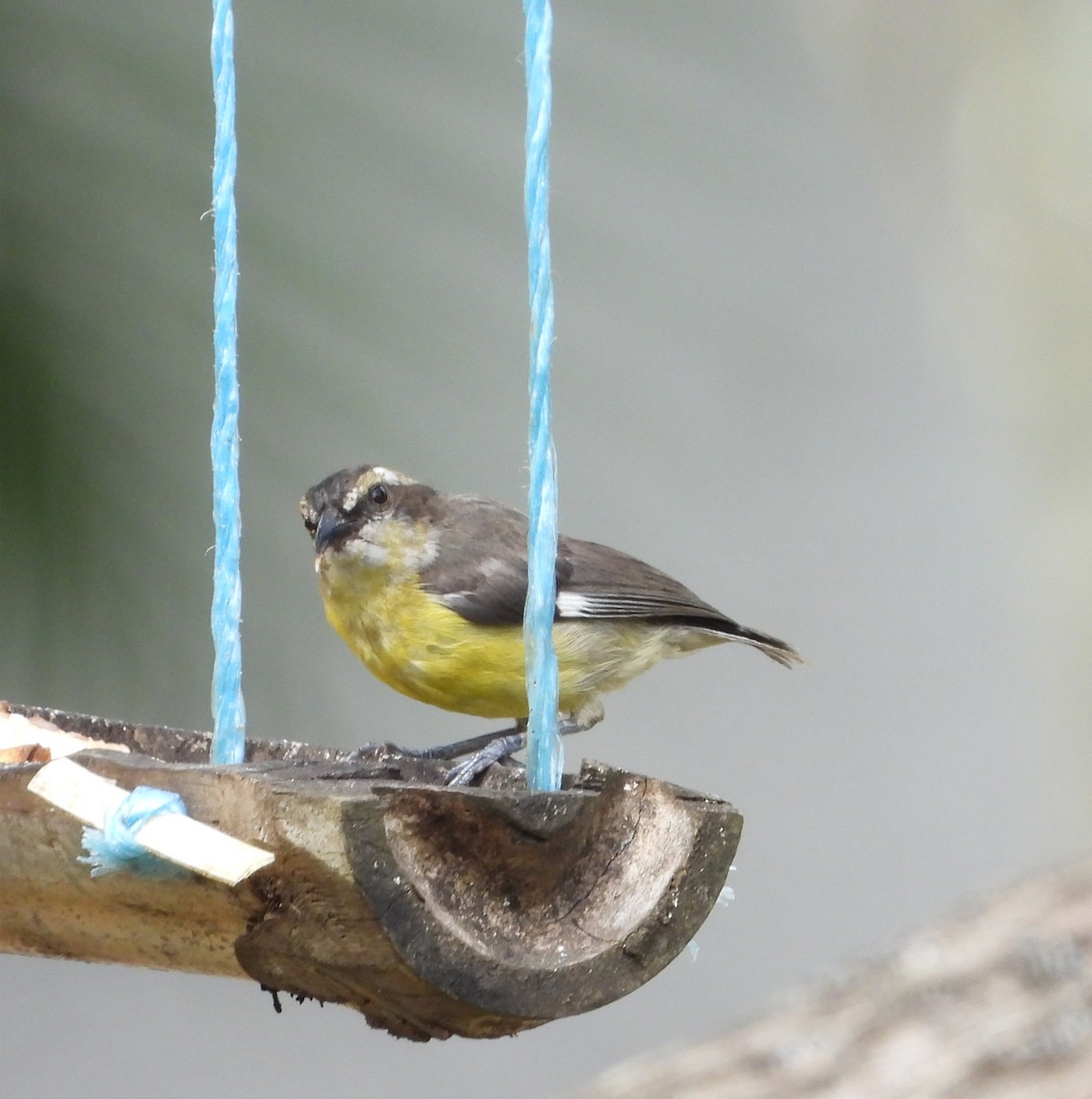 Bananaquit - ML620604221