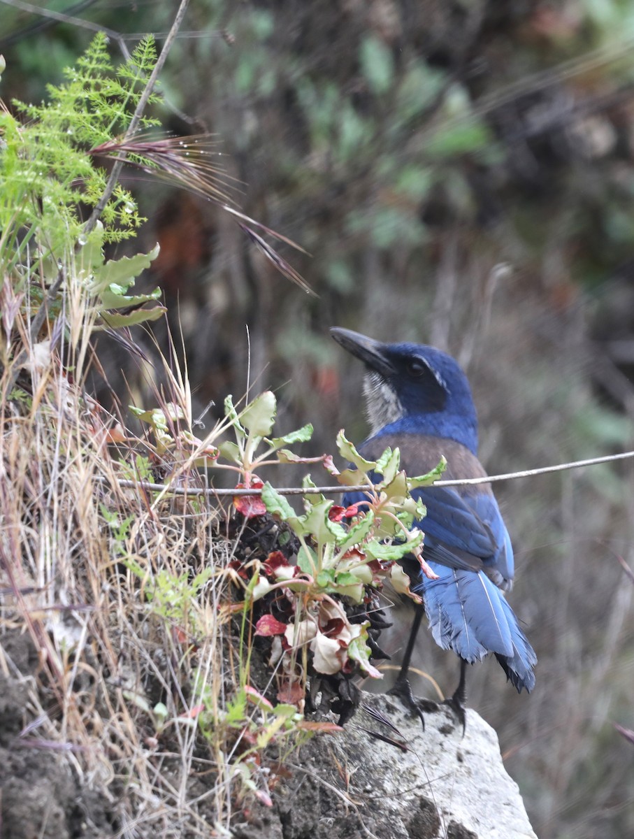 Island Scrub-Jay - "Chia" Cory Chiappone ⚡️