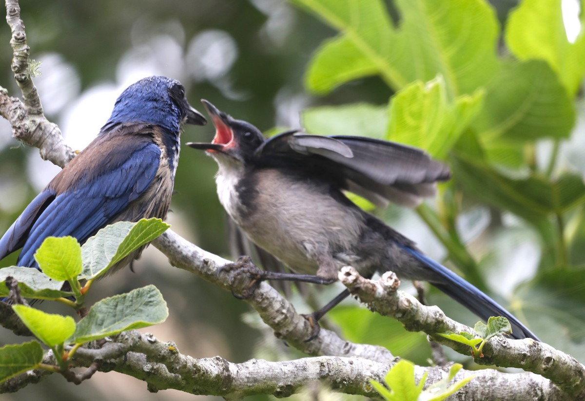 Island Scrub-Jay - ML620604226