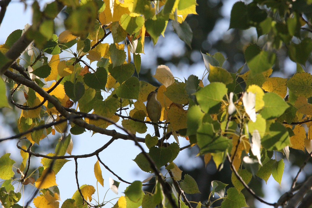 Warbling Vireo - ML620604227