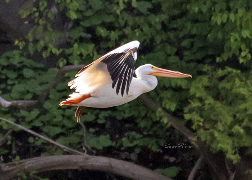 American White Pelican - ML620604233