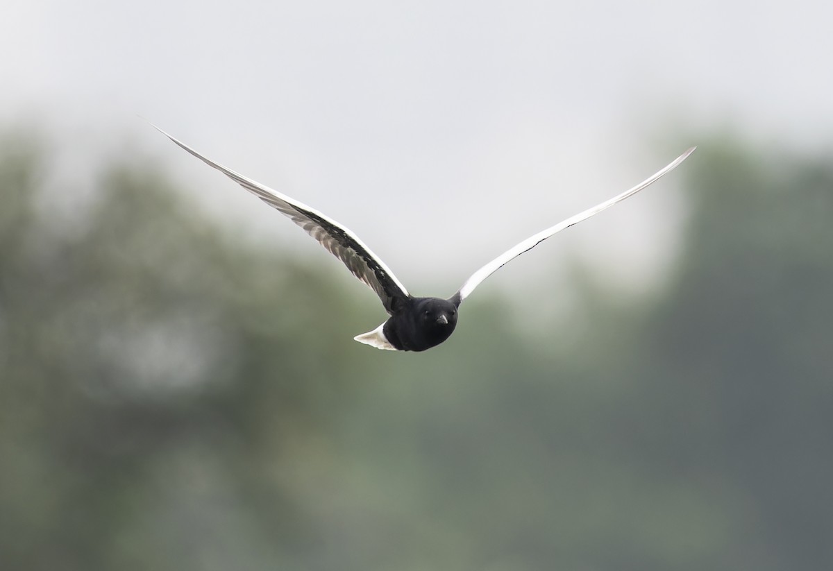 White-winged Tern - ML620604243