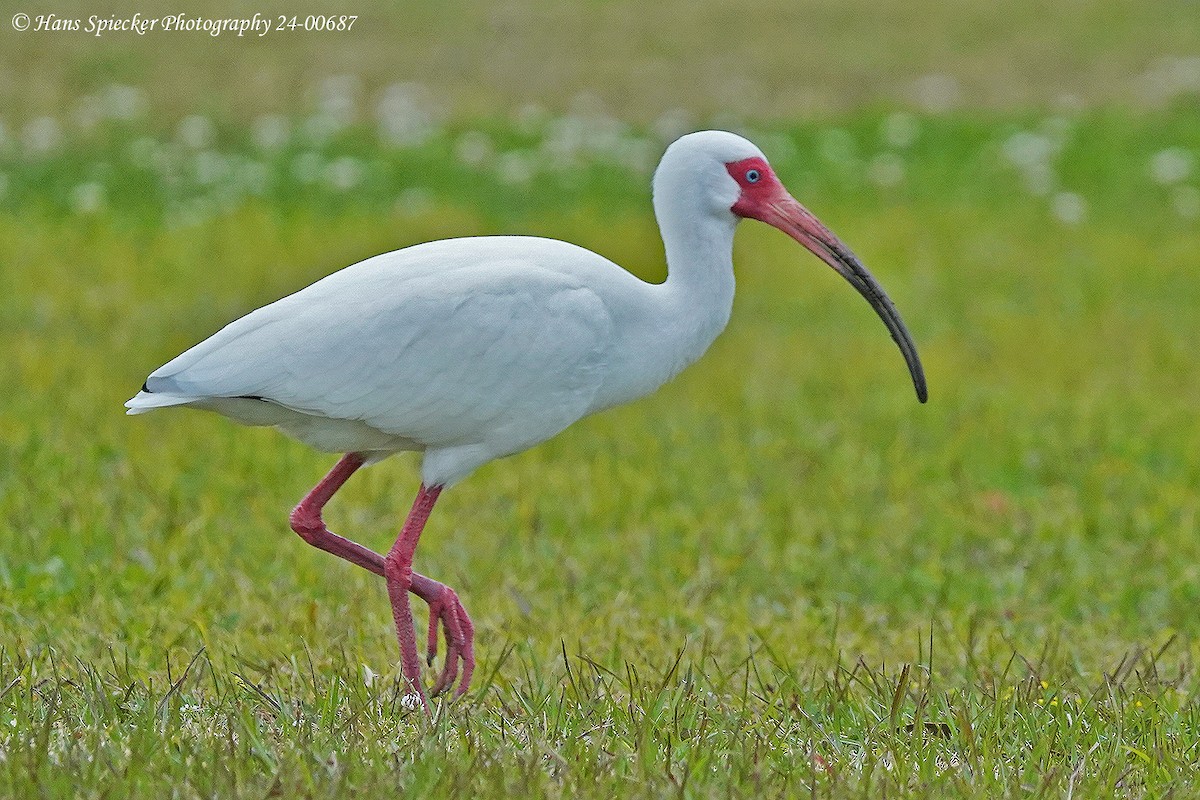 White Ibis - Hans Spiecker