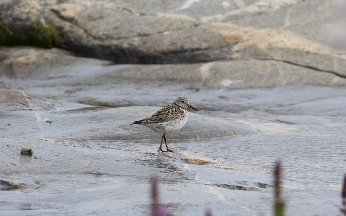 White-rumped Sandpiper - ML620604246