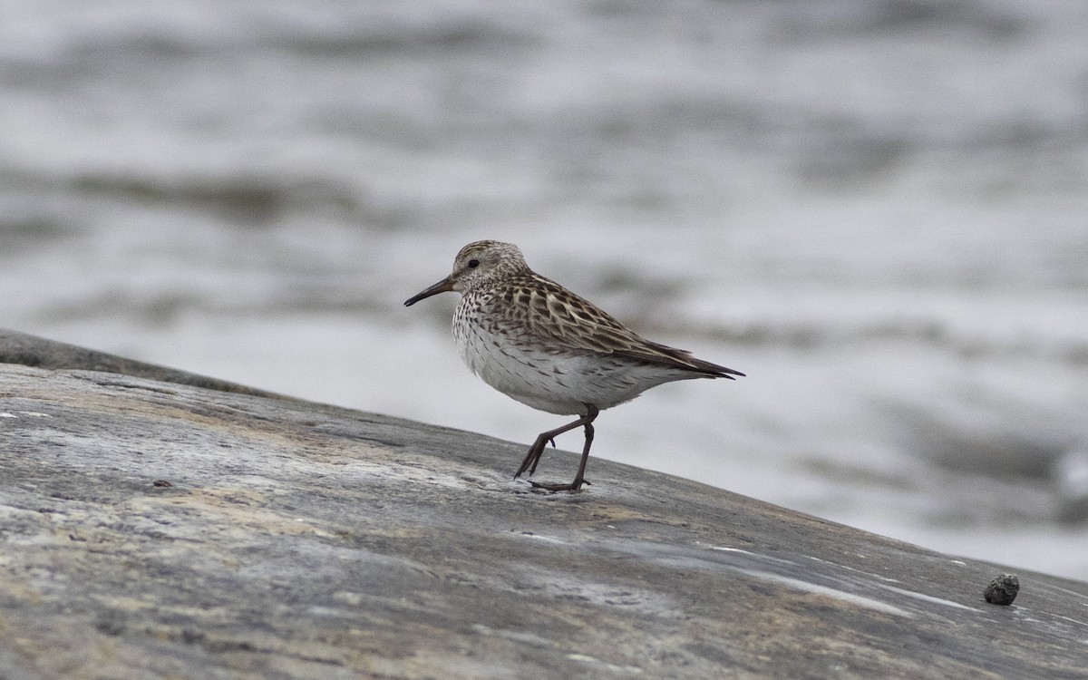 White-rumped Sandpiper - ML620604247