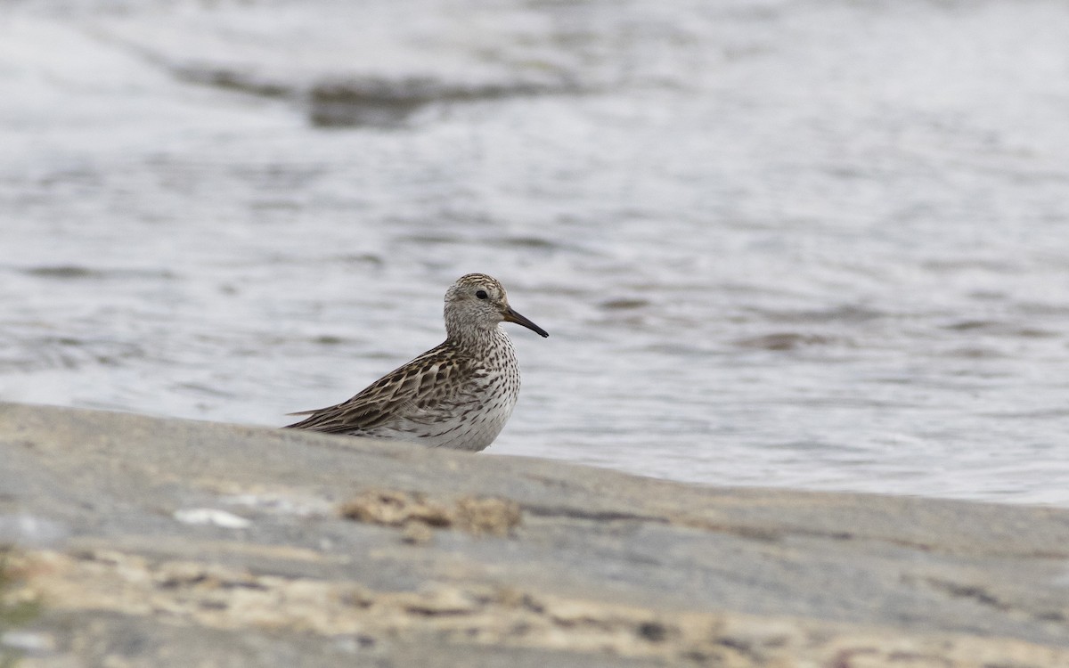 White-rumped Sandpiper - ML620604249