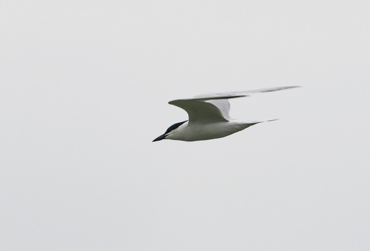 Gull-billed Tern - ML620604254