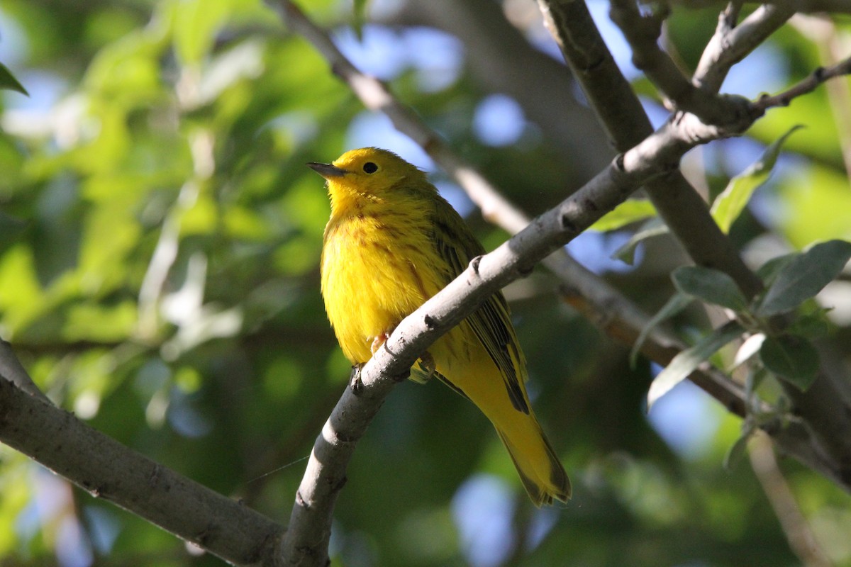 Yellow Warbler - ML620604257