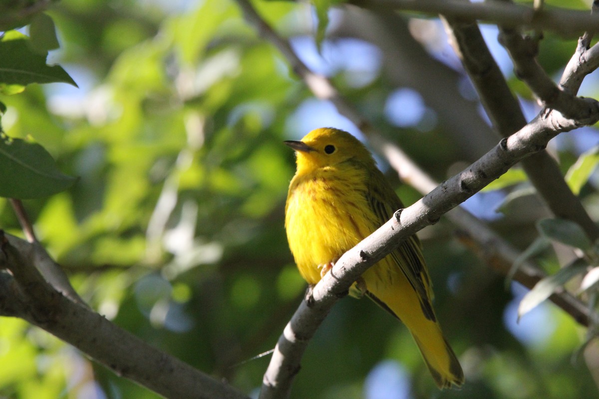 Paruline jaune - ML620604258