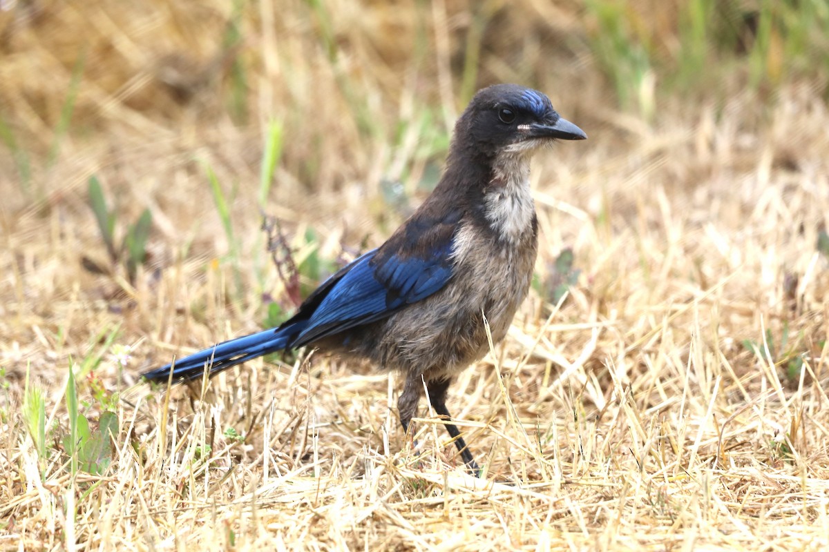 Island Scrub-Jay - ML620604259