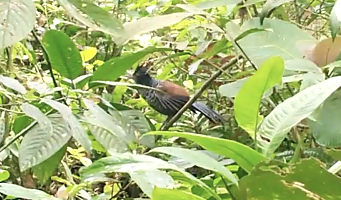 Banded Ground-Cuckoo - ML620604260