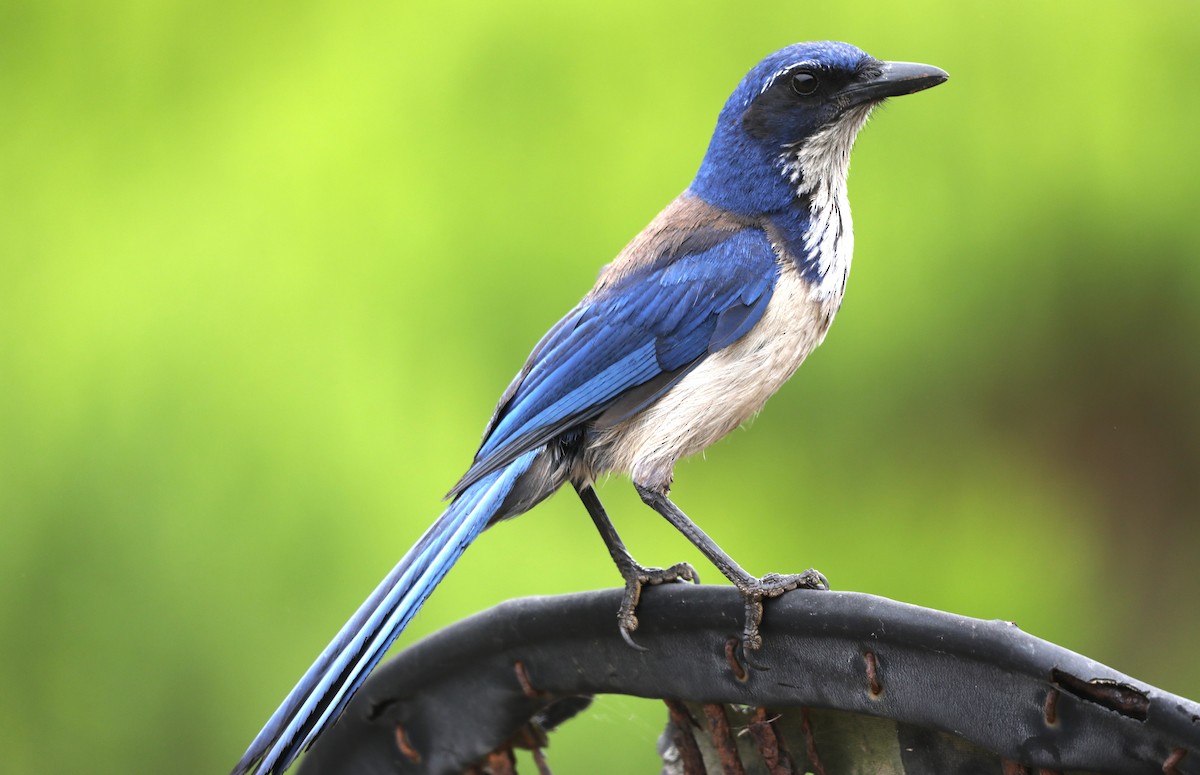 Island Scrub-Jay - ML620604261